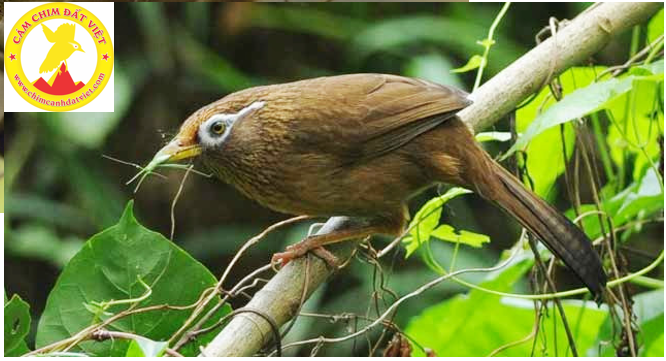 Sử dụng cám gì cho chim khướu | Cám Chim Đất Việt