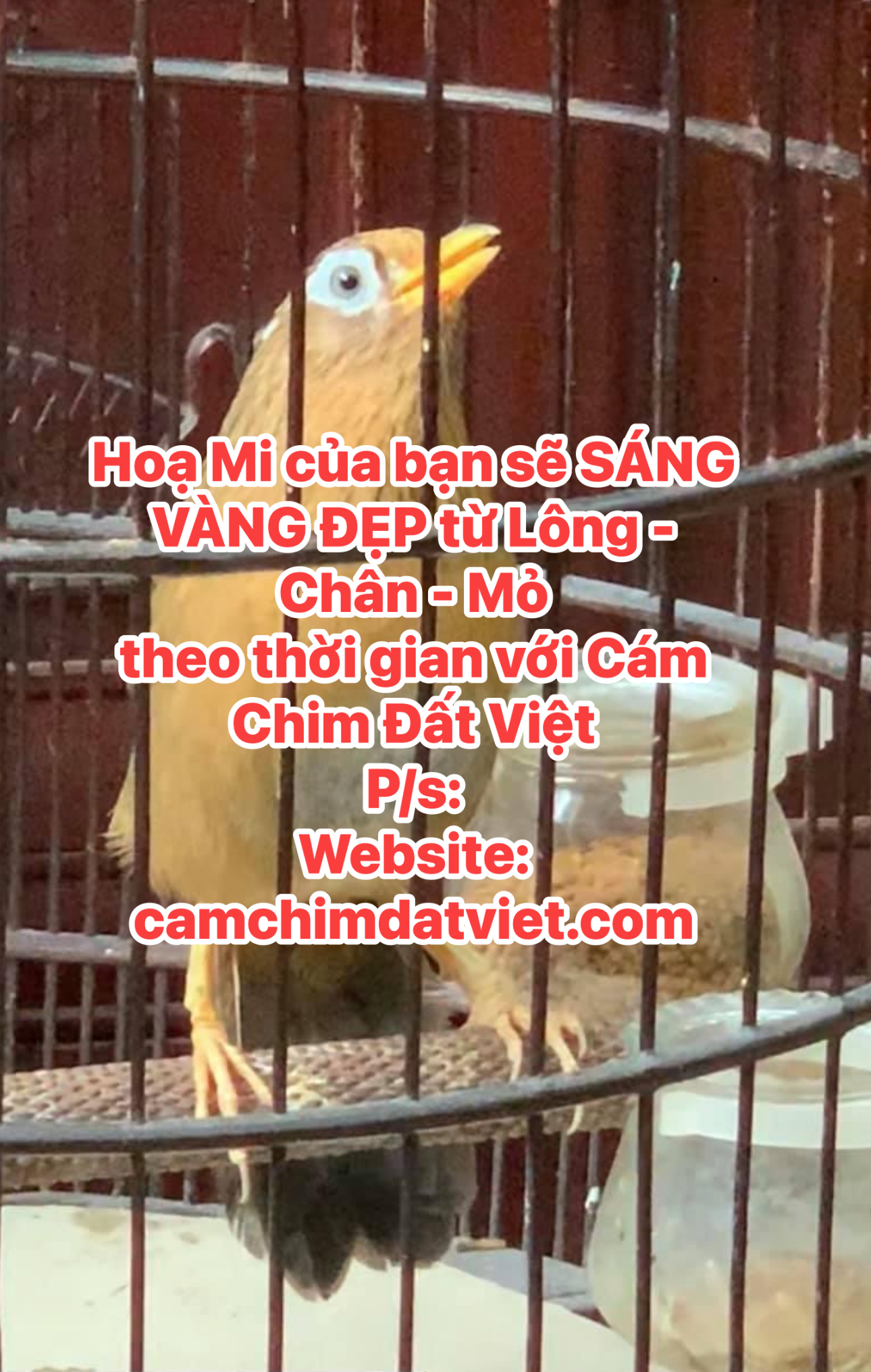 họa mi chân vàng mỏ vàng