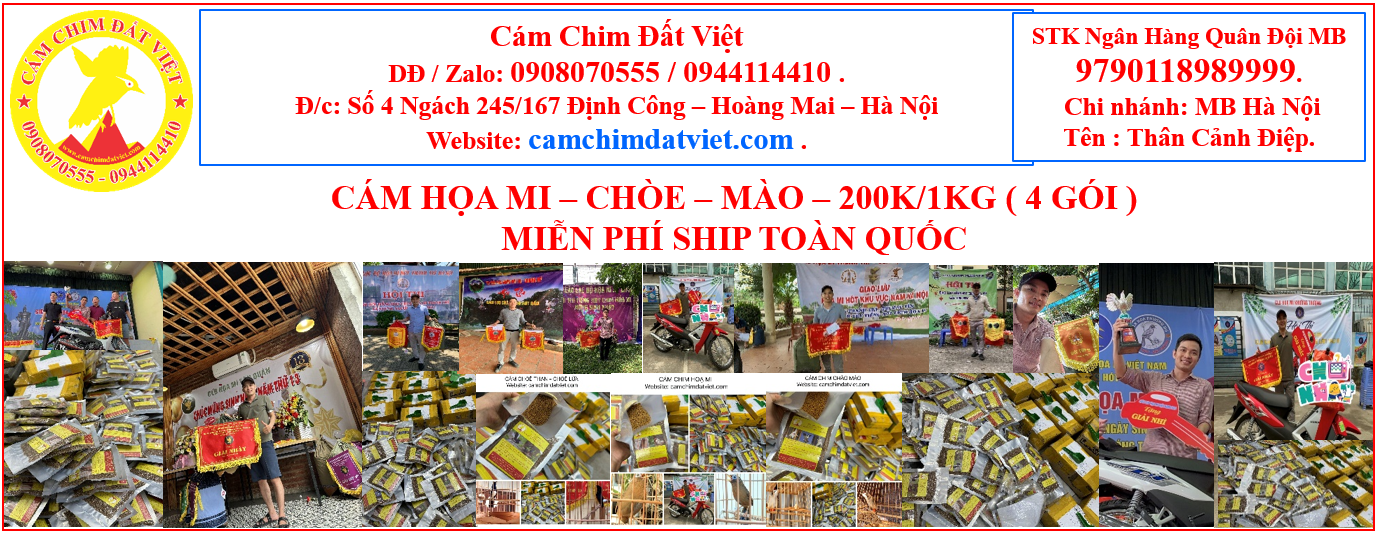 Cám Họa Mi 